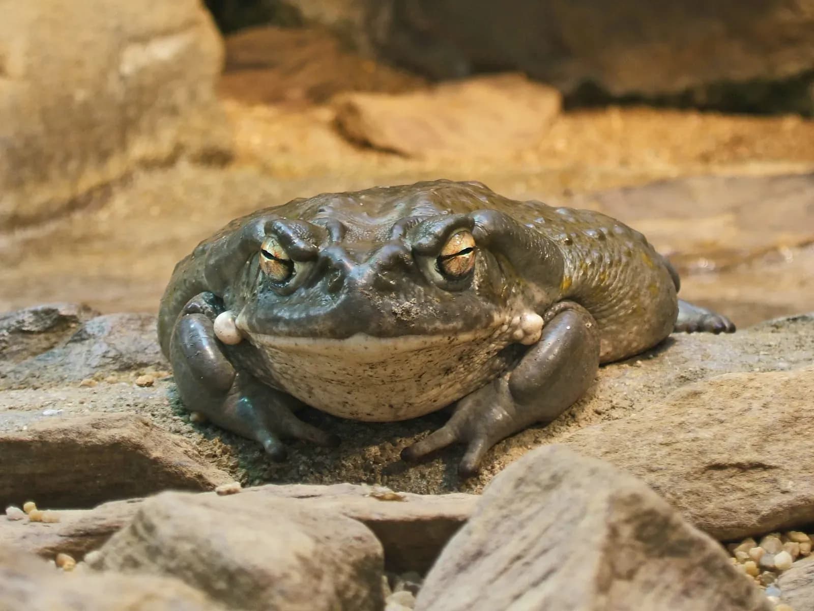 Bufo Alvarius (5-MeO-DMT)