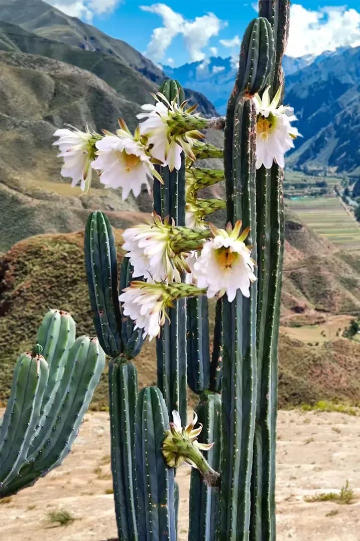 San Pedro (Wachuma)